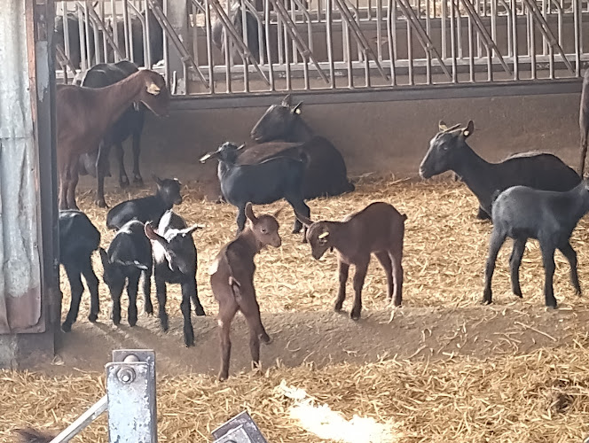 Granja De La Fondaña quesería en Benabarre