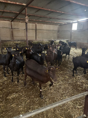 Quesería Los Molinos quesería en Monóvar