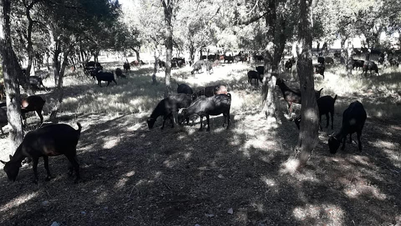 Queso De Cabra Robledal quesería en Albacete